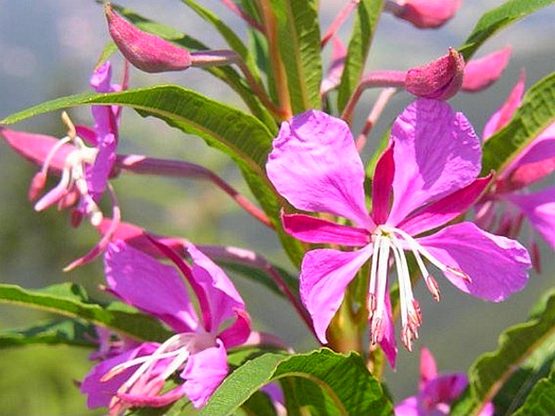 Растение Кипрей узколистный в период цветения