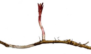 Вид молодого ростка кипрея с подземной частью